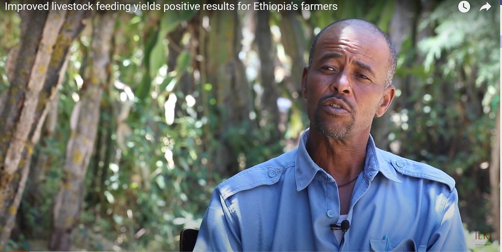 Improved livestock feeding yields positive results for Ethiopia's farmers